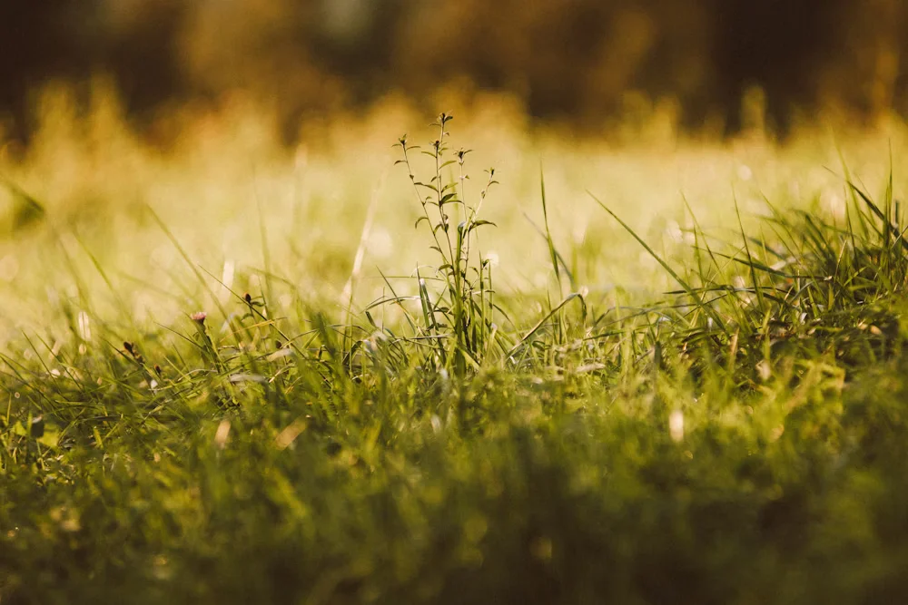 parcela finca hierbas