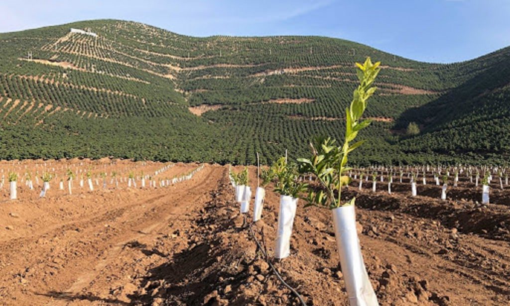 plantacion terrenos maquina